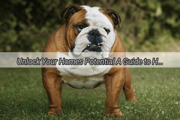 Unlock Your Homes Potential A Guide to Happy Healthy Outdoor Dog Playtime